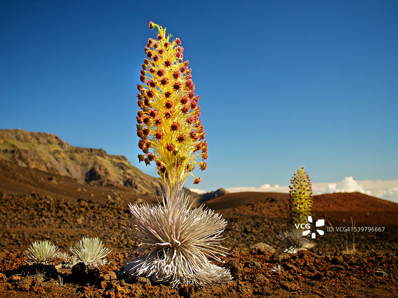 最后的鲜花图片素材