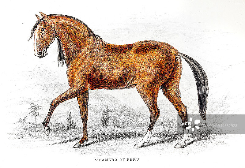 秘鲁帕索菲诺马 1841图片素材