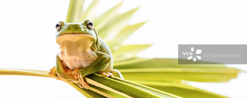 绿树蛙图片素材
