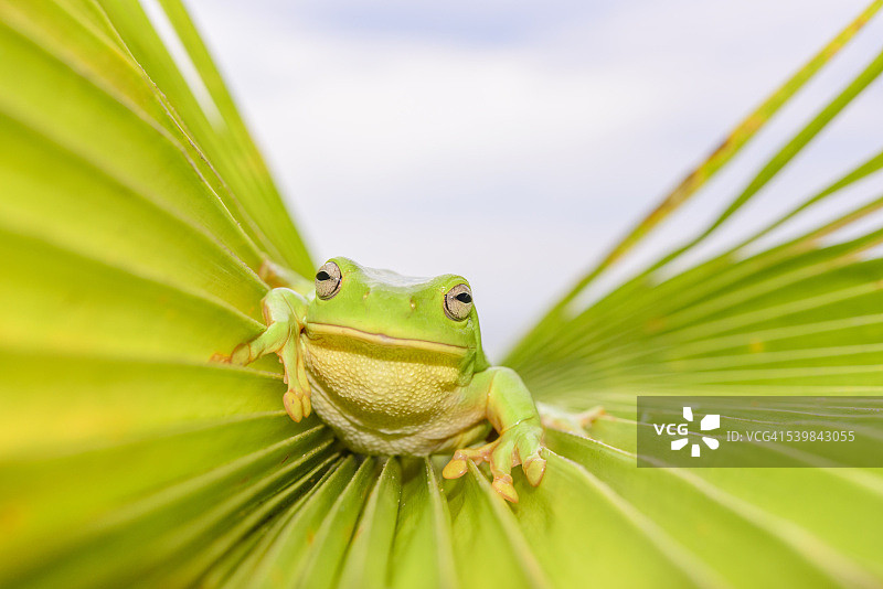 绿树蛙图片素材