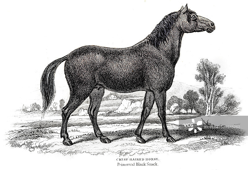 马匹版画 1841年图片素材