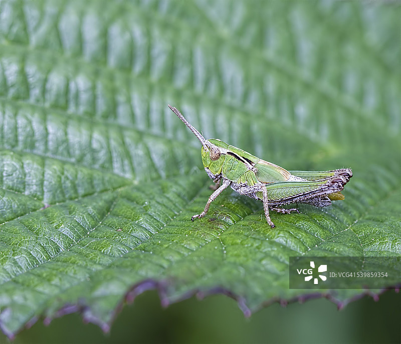 常见绿色蚱蜢图片素材