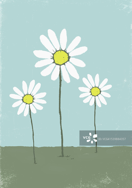 田野上雏菊的插图图片素材