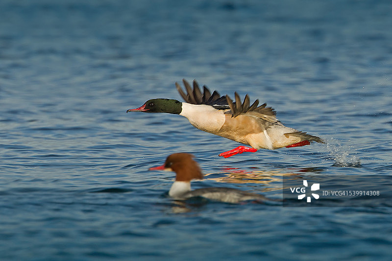 普通秋沙鸭图片素材