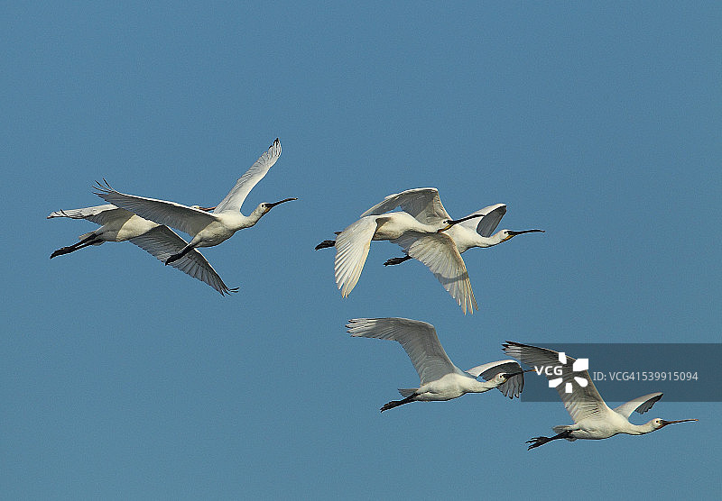 欧亚琵鹭图片素材