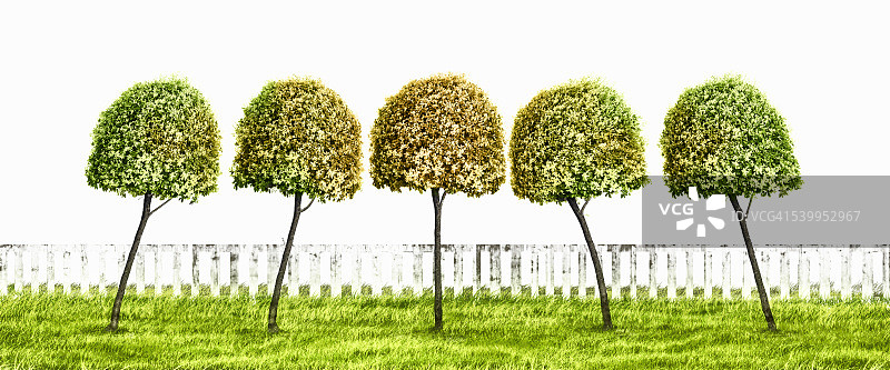 和谐相依的造型树图片素材