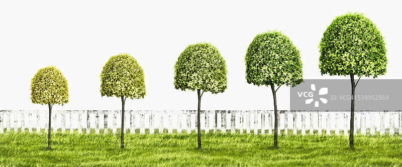 生长阶段不同的造型树行图片素材