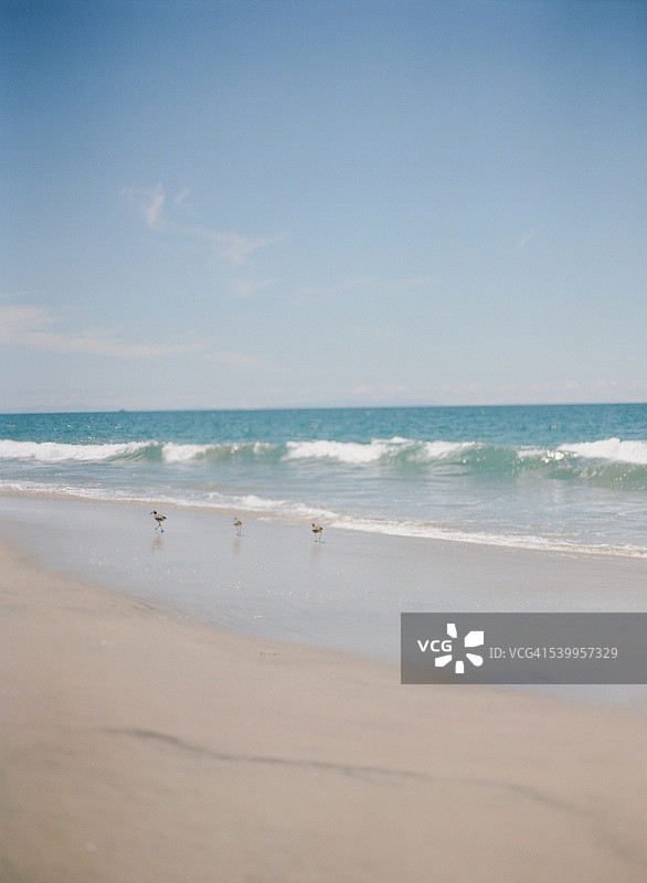 奔跑的滨鸟图片素材