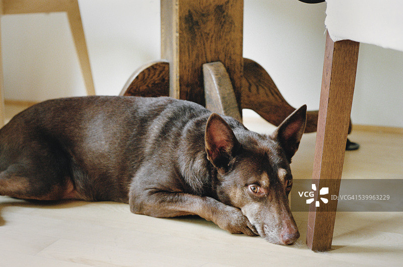 躺在厨房桌子下的澳洲卡尔比犬图片素材