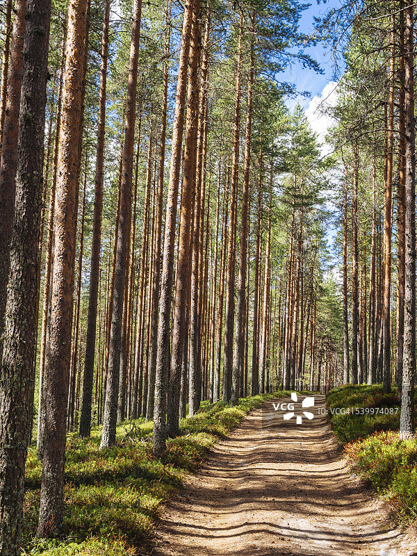 芬兰松木森林中的空土路图片素材