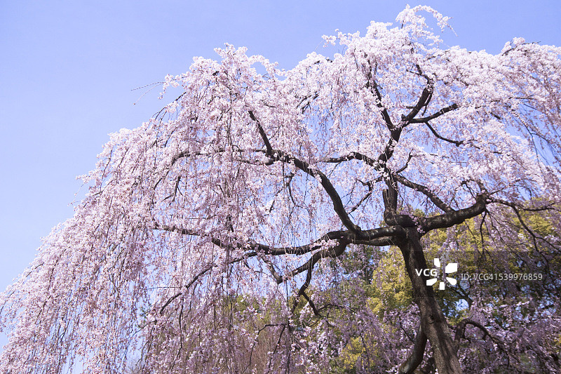 垂枝樱花树图片素材