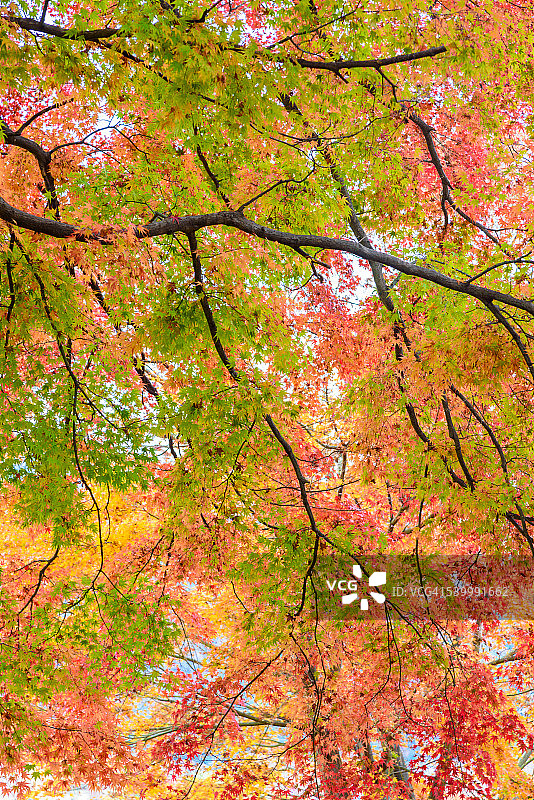 彩色日本枫树图片素材