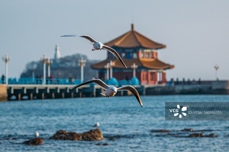 青岛湾的栈桥和海鸥图片素材