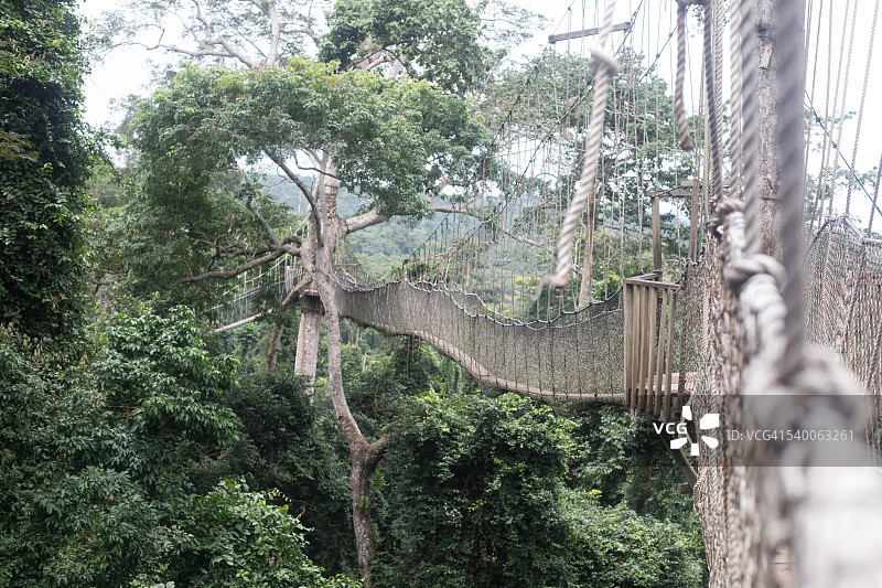 树冠漫步绳桥图片素材