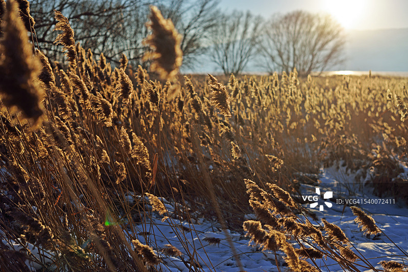 沐浴在冬日阳光中图片素材