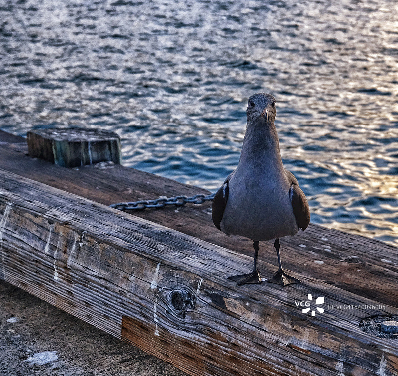圣地亚哥港的海鸥图片素材
