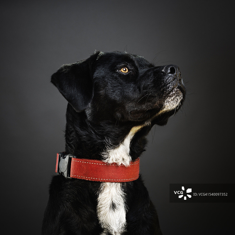 混血犬的肖像图片素材