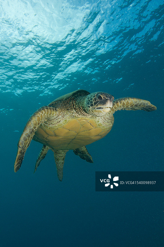 带有水面反射的夏威夷绿海龟图片素材