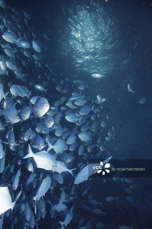 可怜骑士岛的蓝色毛毛鱼图片素材
