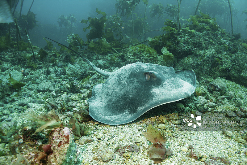 贫骑士岛的魟鱼图片素材
