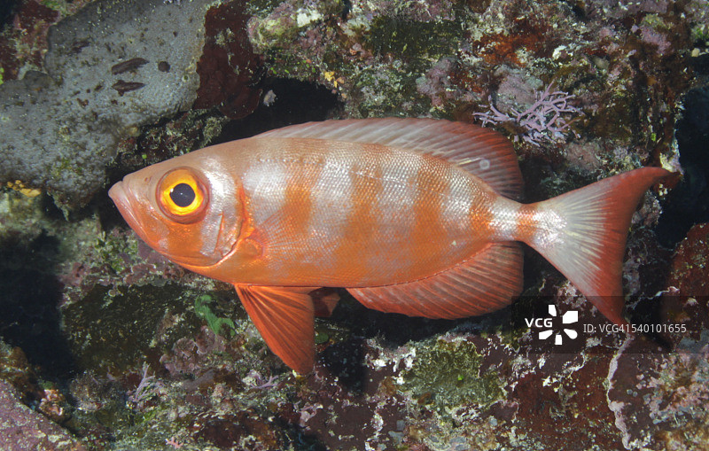 大眼鲷图片素材