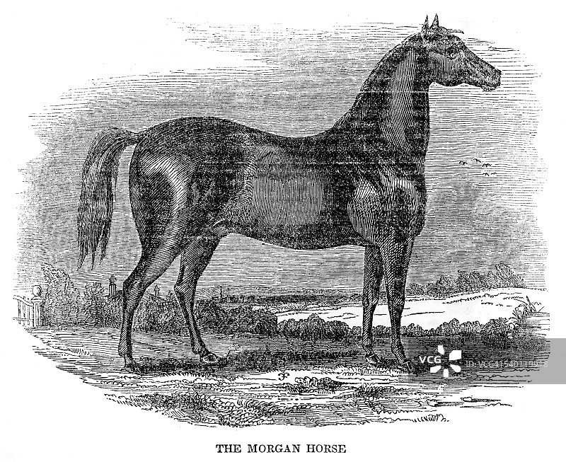 1841年的摩根马图片素材