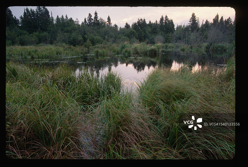 徒步小径附近的池塘图片素材