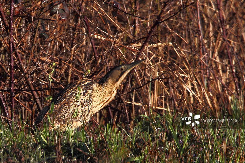 大麻鳽图片素材
