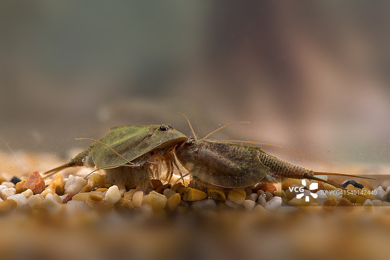 蝌蚪虾图片素材