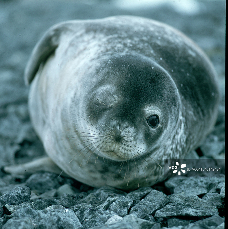 闭着眼睛的海豹图片素材