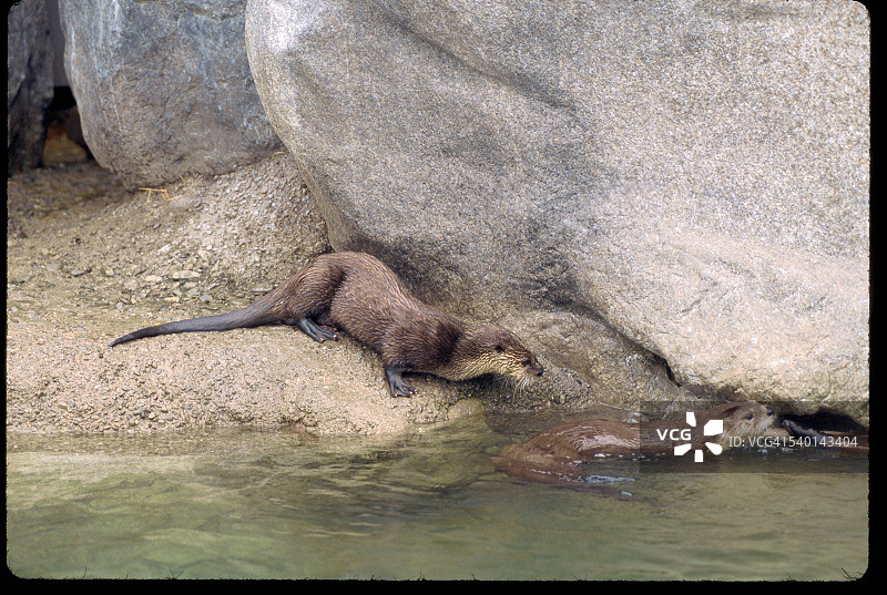旧金山动物园的水獭图片素材