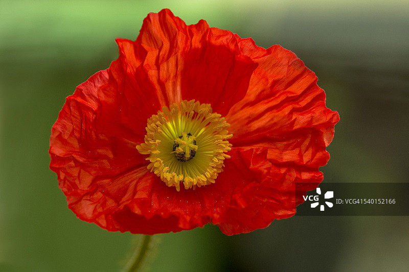 冰岛罂粟花图片素材