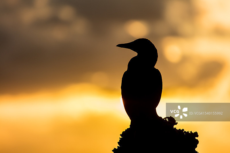 褐鲣鸟日出图片素材