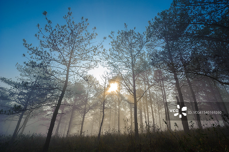 森林中的日出图片素材