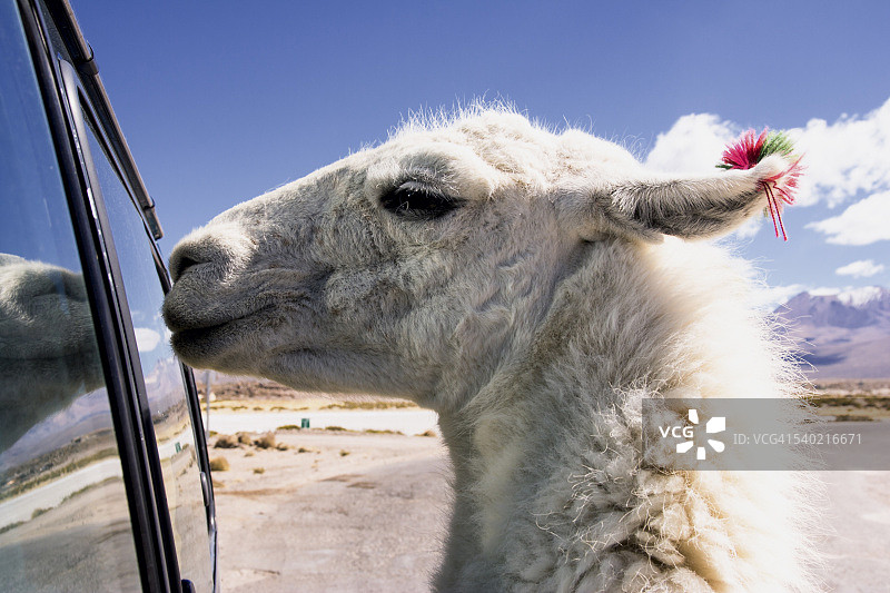 透过车窗向外看的好奇美洲驼图片素材