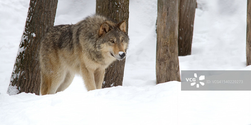 灰太狼图片素材
