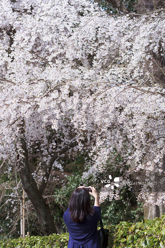 女人拍摄樱花照片图片素材