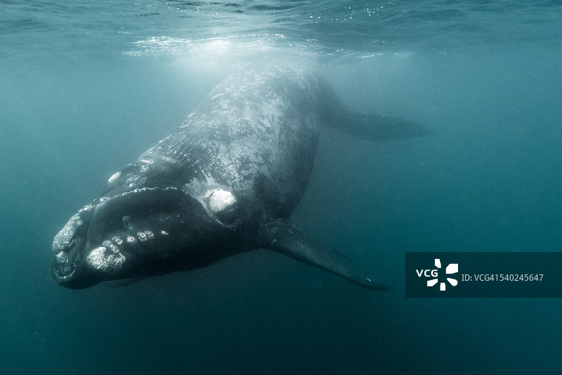 小型南露脊鲸图片素材