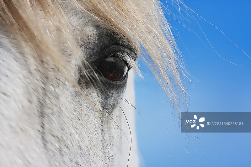 马的眼睛特写图片素材