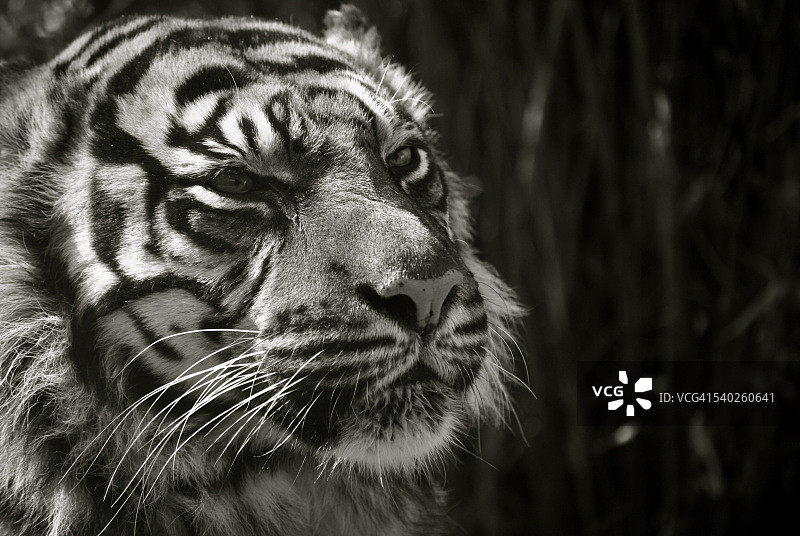 黑白老虎图片素材