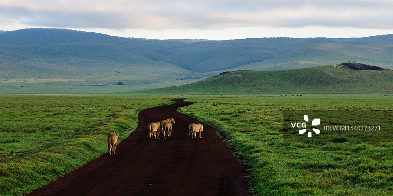 清晨巡逻的非洲狮，恩戈罗恩戈罗火山口，坦桑尼亚图片素材