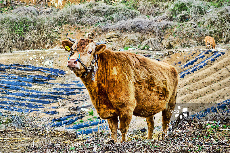 休息中的公牛图片素材