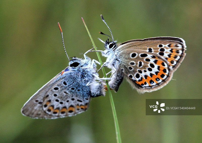 银色拳击图片素材