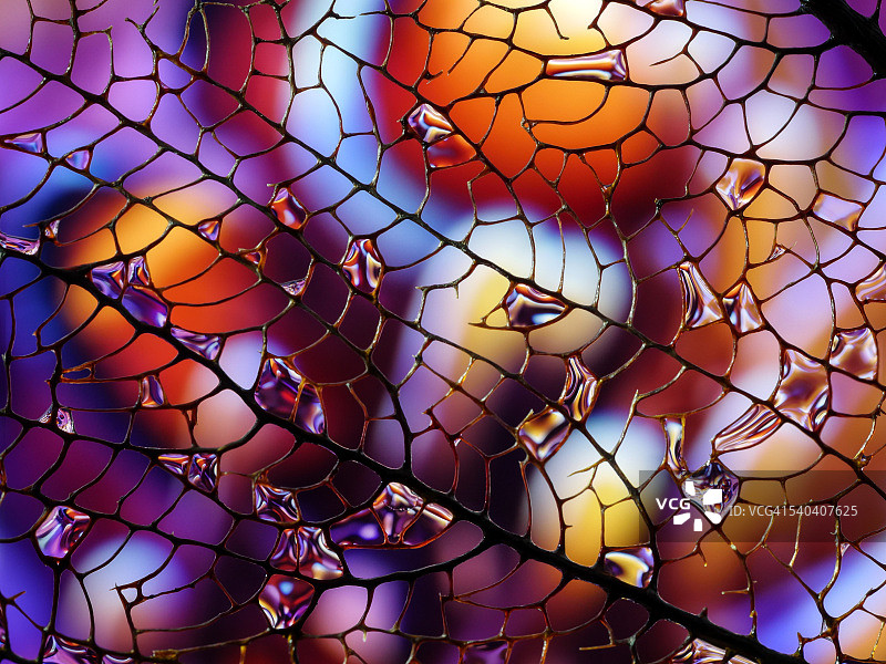 珊瑚和小丑鱼图片素材