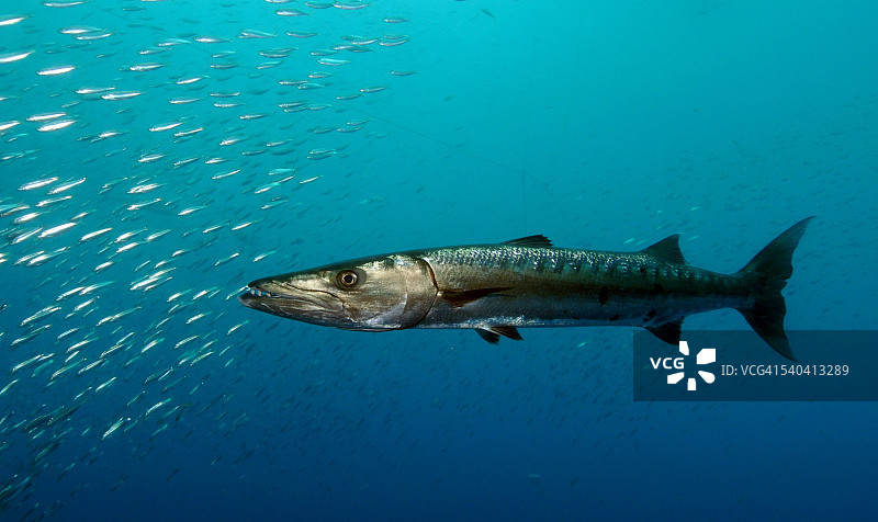 大梭鱼图片素材