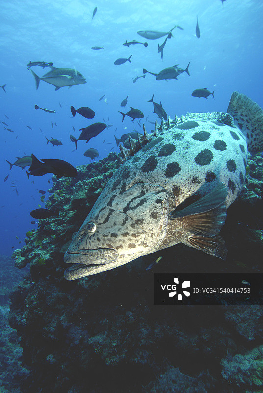 大型石斑鱼图片素材