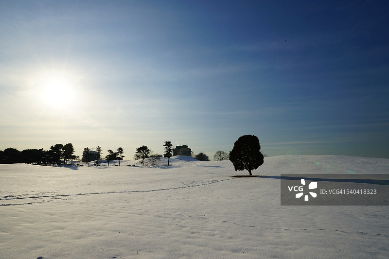 一棵孤独的树图片素材