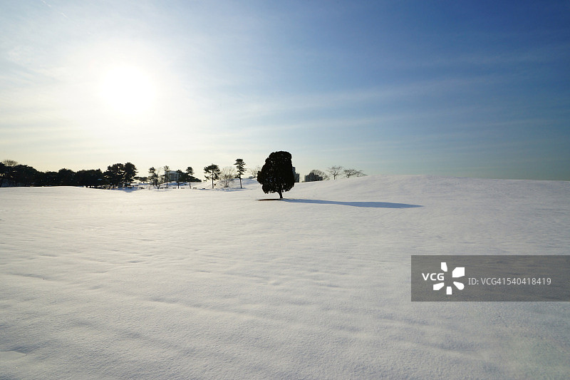 一棵孤独的树图片素材