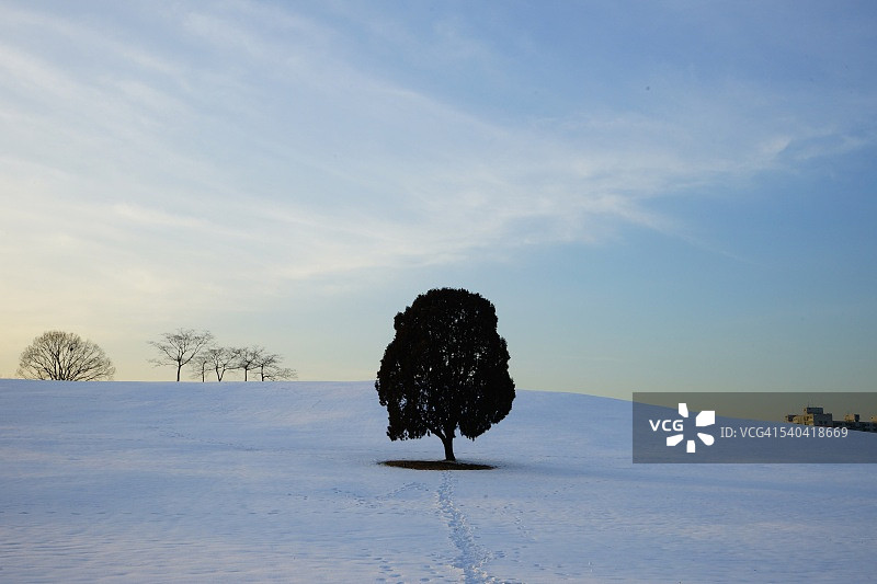 一棵孤独的树图片素材