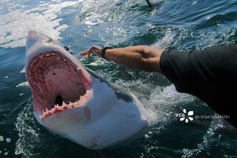 大白鲨图片素材
